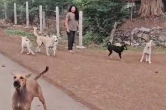 Dog Bite