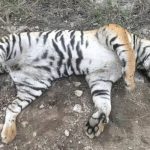 FIVE TIGERS DEAD