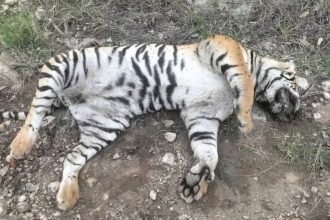 FIVE TIGERS DEAD