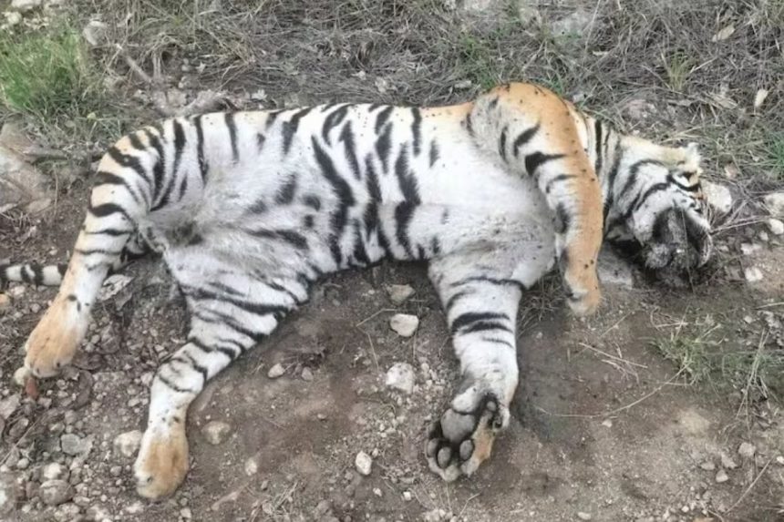 FIVE TIGERS DEAD