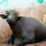 Cloning of forest buffalo