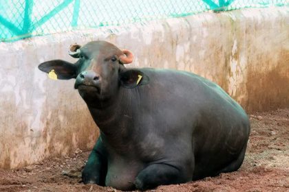 Cloning of forest buffalo