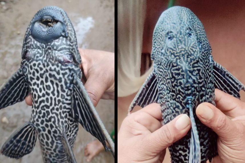 Pleco fish
