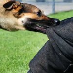 SC ON DOG BITE CASES
