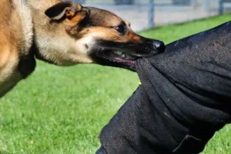 SC ON DOG BITE CASES