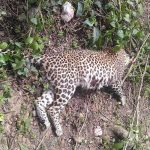 Leopard dead body