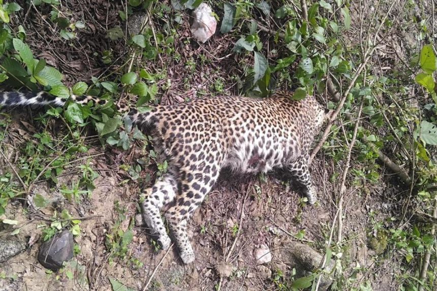 Leopard dead body