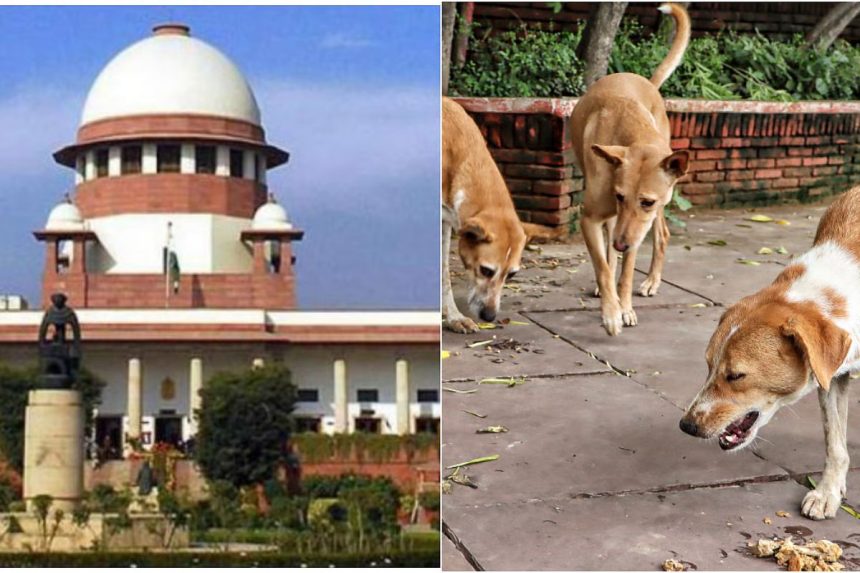 SC ON DOG CASES