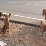 stray dogs