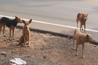 stray dogs