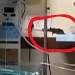 rats in the hospital