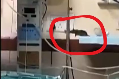 rats in the hospital