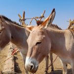 Donkey in Madhya Pradesh