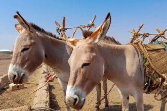 Donkey in Madhya Pradesh