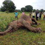 elephant death