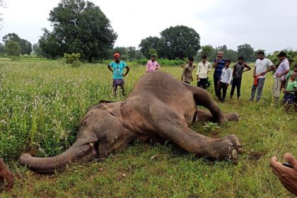 elephant death