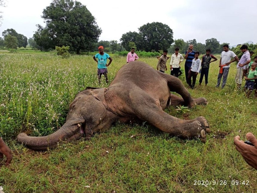 elephant death