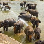 number of Elephant