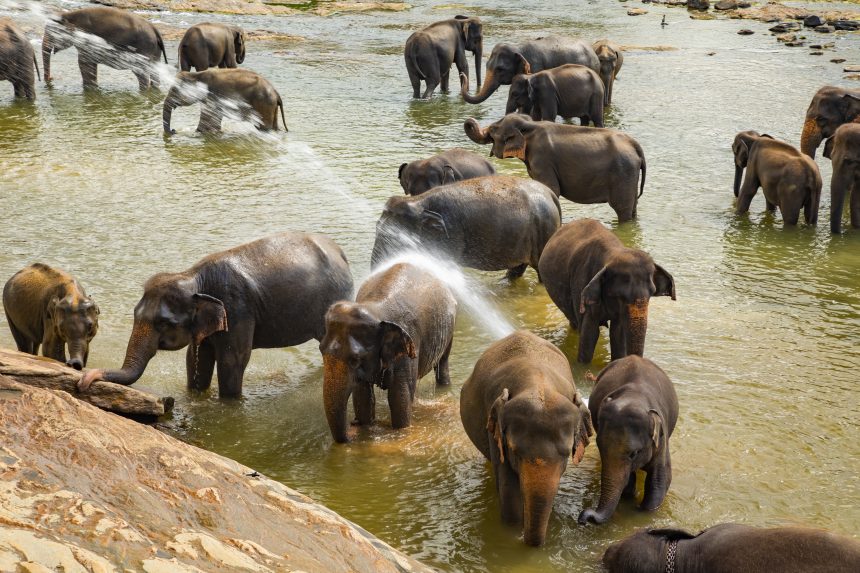 number of Elephant