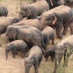 latest report on Elephant