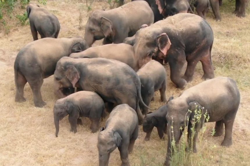 latest report on Elephant