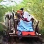 pregnant woman on bullock cart