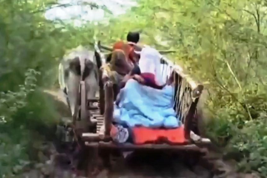 pregnant woman on bullock cart