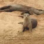 Smooth-coated otter