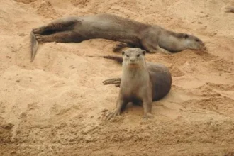Smooth-coated otter