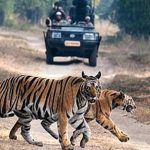 Supreme Court on tiger safari