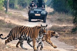 Supreme Court on tiger safari