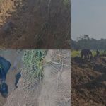 Elephant Rescue