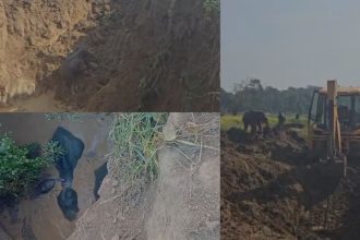 Elephant Rescue