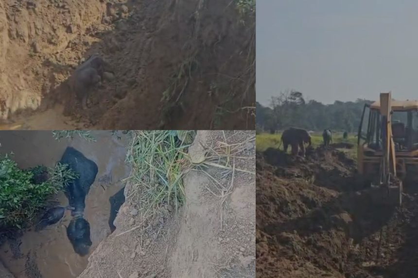 Elephant Rescue
