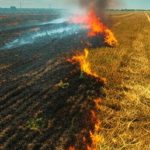 burning stubble