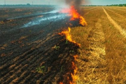 burning stubble