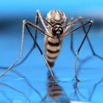 mosquitoes in Iceland