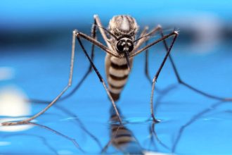 mosquitoes in Iceland