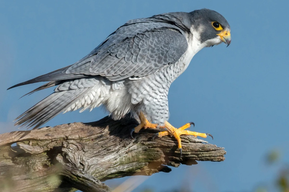 Peregrine falcon