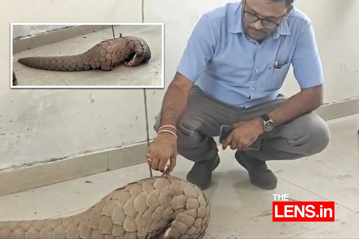 Pangolin